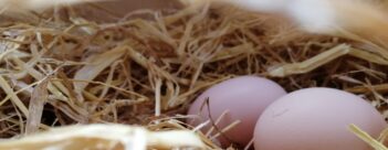 Session 2 – The Son of God