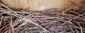 Session 4 – The Bread of Life