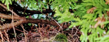 Session 5 – The Divisive Christ