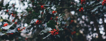 ADVENT Week One – Wednesday